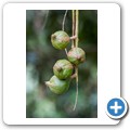 Macadamia-Farm
