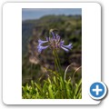Oribi Gorge