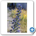 Blume