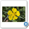 Ellmau am Wilden Kaiser - "Alpenpension Claudia"