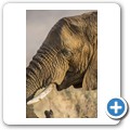 Elefant