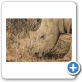 Breitmaulnashorn
