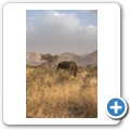 Elefant