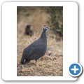 Perlhuhn
