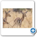Impala