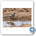Hadada Ibis (Hagedasch)