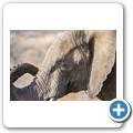 Elefant