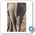 Elefant