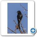Trauerdrongo