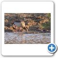 Nilgans
