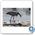 Heiliger Ibis
