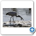 Heiliger Ibis