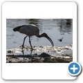 Heiliger Ibis
