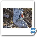Halsband-Bartvogel