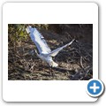 Heiliger Ibis