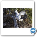 Heiliger Ibis