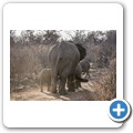 Elefant