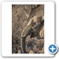 Elefant