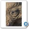 Elefant
