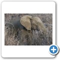 Elefant