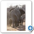 Elefant