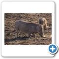Warzenschwein