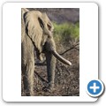 Elefant