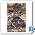 Gepard