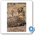 Gepard