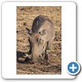 Warzenschwein