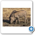 Warzenschwein