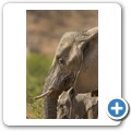 Elefant