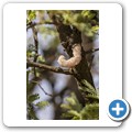 Baumharz