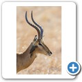 Impala + Rotschnabel-Mmadenhacker