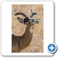 Impala + Rotschnabel-Mmadenhacker