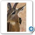 Impala + Rotschnabel-Mmadenhacker
