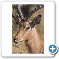 Impala
