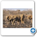 Elefant