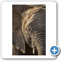 Elefant