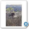 Elefant