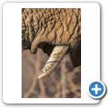 Elefant