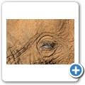 Elefant