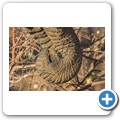 Elefant