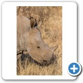Breitmaulnashorn