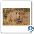 Breitmaulnashorn