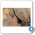 Breitmaulnashorn