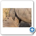 Breitmaulnashorn