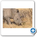Breitmaulnashorn