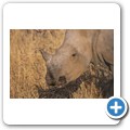 Breitmaulnashorn