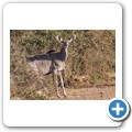 Kudu